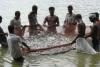 बीएमएस ने कहा- सरकार को करना चाहिए मछली पालन पर सब्सिडी हटाने का कड़ा विरोध