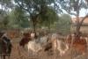 बेसहारा मवेशियों के लिए शहजादपुर गांव के किसानों ने किया चंदा इकट्ठा