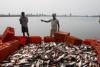 मछली उत्पादन बढ़ाने के लिए ओडिशा, नाबार्ड ने मिलाया हाथ