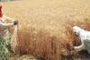 बदायूं: क्रय केंद्रों पर सन्नाटा, बाजार में कम कीमत में गेहूं बेच रहे किसान
