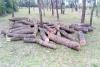लखीमपुर-खीरी: वन माफिया की 12 लाख रुपये से अधिक की संपत्ति जब्त