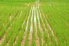 नैनीताल: धान की फसल पर मंडरा रहा बड़ा खतरा, कृषि वैज्ञानिकों ने सुझाए उपाय