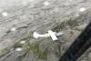 America: पुजेट साउंड में फ्लोट विमान क्रैश, एक की मौत व नौ लापता