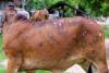 संभल: लंपी की चपेट में आने से दो गांव में नौ गोवंशीय पशुओं की मौत