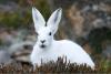 क्या है Year Of The Water Rabbit?, इन सभी अद्भुत लुप्तप्राय खरगोश प्रजातियों के बारे में सोचें 