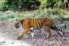 रामनगर: घायल बाघ की वजह से बंद रहेगा फाटो जोन, बाघ की लोकेशन ट्रेस होना बाकी
