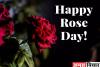 Rose Day 2023 : महताब की चांदनी माफिक चमकता गुलाब.. हर रंग का यहां है जवाब