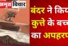 VIDEO : बंदर ने किया कुत्ते के बच्चे का अपहरण, लोग बोले- CBI से जांच होनी चाहिए