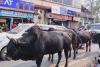 हल्द्वानीः सड़कों पर घूमते आवारा पशु बन रहे हादसों का कारण, कुमाऊं का आंकड़ा जानकर रह जाएंगे हैरान