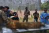 रामनगर: कार्बेट के झिरना में घायल बाघ ने दम तोड़ा,  बाघ की आयु थी करीब 5 वर्ष 