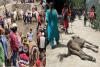 Chardham Yatra: पशुपति के दर्शन करने के लिए हो रहा पशुओं का बलिदान 