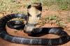 बाजपुर: कोबरा के डसने से किशोर की मौत 