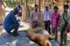 लखीमपुर-खीरी: दुधवा टाइगर रिजर्व के बफर जोन मैलानी में बाघिन की मौत