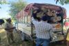 बहराइच: सागौन की बेशकीमती लकड़ी बरामद, वन कर्मियों ने कब्जे में लिया