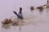 असम में बाढ़ की स्थिति अभी भी गंभीर, करीब पांच लाख लोग प्रभावित 