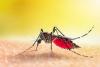 Dengue Alert: बांग्लादेश में मच्छरों का आतंक! डेंगू से अबतक 201 लोगों की मौत