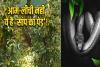 'सांपों का बगीचा': हैरत में पड़ जाएंगे आप! यहां होती है जहरीले सांपों की खेती, नजारा देख कांप जाएगा कलेजा