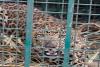 बिजनौर: पिंजरों में दो गुलदार हुए कैद, वन विभाग के अफसरो ने ली राहत की सांस