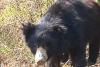 इटावा सफारी में भालू भोलू की मौत, तीन महीने में 10 वन्य जीवों की हो चुकी मौत, पोस्टमार्टम के लिए शव को मथुरा भेजा गया