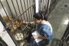 नैनीताल: जिन कुत्तों को नगर पालिका बता रही खूंखार निरीक्षण के दौरान वो मिले शांत 