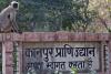 Kanpur Zoo: मादा गैंडा मानू् ने तीसरे बच्चे को दिया जन्म… आठ साल बाद हुई थी गर्भवती, पैदा होते ही मां की गोद में खेलने लगा