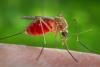 लखनऊ: यहां मच्छरों से लगता है डर..., लोग बोले- कॉलोनी का नाम सुनकर लिया था प्लॉट, अब हो रहा पछतावा