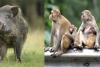 गरमपानी: दिन में बंदरों व रात को सूअरों से फसल बचाने को किसान खेतों में डाल रहे डेरा