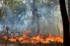हल्द्वानी: गौलापार स्थित चिड़ियाघर के जंगल में लगी आग वन विभाग ने पाया काबू 