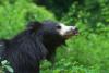 शांतिपुरी: मछली पकड़ रहे ग्रामीण पर भालू का हमला, स्थिति नाजुक