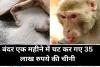 अलीगढ़ के बंदर एक महीने में चट कर गए 35 लाख रुपये की चीनी, रोज खाते थे 37 कुंतल 