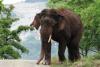 रामनगर: सूंड से जकड़ कर हाथी ने कई बार जमीन पर पटका फिर कुचला, ग्रामीण की दर्दनाक मौत