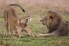 Etawah News: CM योगी के मेहमान बनेंगे अखिलेश के शेर...अब गोरखपुर के लोग करेंगे शेर भरत व शेरनी गौरी के दीदार