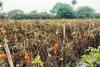 काशीपुर: भीषण गर्मी से टमाटर की 30 से 40 प्रतिशत फसल हुई खराब