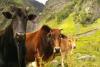 नैनीताल: उत्तराखंड में पाई जाने वाली बद्री गाय के क्लोन की तैयारी