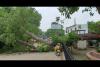 अयोध्याः सदर तहसील के सामने गिरा विशाल पेड़, चार घायल, दो बाइक क्षतिग्रस्त 