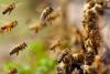 Honey Bees Attack In Fatehpur: मधुमक्खियों ने किया हमला...किसान की मौत व नाती घायल, चीख सुन परिजन ले गए थे अस्पताल