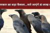 'कौवों' को लेकर केंद्र सरकार का बड़ा फैसला...6 महीने में मारे जाएंगे 10 लाख कौवे!