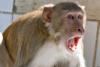 लखीमपुर-खीरी: बंदरों के झुंड ने हमला कर बुजुर्ग को किया घायल, अस्पताल में भर्ती