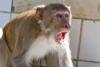 बदायूं: बंदरों की घुड़की में छत से गिरी महिला, इलाज के दौरान मौत
