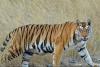 देश में पिछले पांच सालों में कुल 628 बाघों की हुई मौत: सरकारी आंकड़े