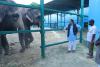 मथुरा में हाथी संरक्षण केंद्र पहुंचे केंद्रीय राज्यमंत्री प्रो.बघेल, हथिनी फूलकली, माया, लक्ष्मी और बिजली का जाना हाल