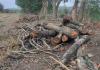 काशीपुर: चांदपुर में फलदार पेड़ों काटकर अवैध कॉलोनी के निर्माण 