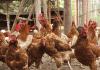 अंबेडकरनगर: संचालक ने नहीं दिया 5000 रुपए, तो जेई ने काटी मुर्गी फॉर्म की बिजली, 450 मुर्गियों की मौत