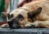 बरेली: 5 कुत्तों को मारकर दफनाया, आरोपी के खिलाफ X पर शिकायत