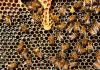 Bareilly News: मधुमक्खी पालकों के जीवन में कड़वाहट घोल रही शहद की मिठास