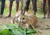 Bareilly News: कुत्तों ने हिरण को नोंचकर किया घायल, ग्रामीणों ने बचाई जान