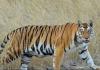 देश में पिछले पांच सालों में कुल 628 बाघों की हुई मौत: सरकारी आंकड़े
