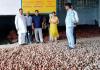 बाराबंकी : आलू का रेट अच्छा, नियमित निकासी करते रहें किसान