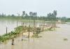 मुरादाबाद : रामगंगा नदी का जलस्तर बढ़ा, तेज बहाव में बह गया लकड़ी का पुल