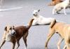 बरेली:  सीबीगंज में गली में खेल रहे तीन बच्चों पर कुत्तों ने बोला हमला